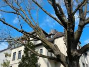 Apartment, Büro, Atelier in Grafenberg mit WC aber OHNE...