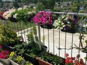 Apartment for rent in Vienna Floridsdorf, Vienna