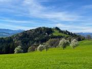 Apfelbaumblüte vor Ihrem Haus im schönen Mostviertel...