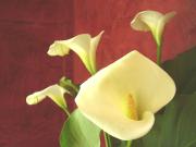 appartamento 1° piano ed ultimo in vendita a Massarosa,...