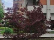 Appartamento arredato V giornate, xxii marzo, porta romana