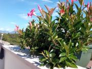 Appartamento in affitto a Castelnuovo del Garda VR