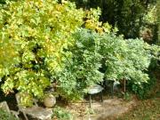 Appartamento in affitto a Firenze FI