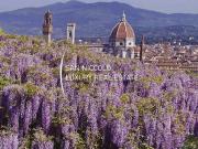 Appartamento in affitto a Firenze piazza Nicola...