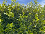 Appartamento in affitto a Fucecchio