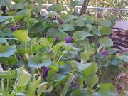 Appartamento in affitto a Genova, Molassana