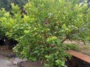 Appartamento in affitto a Mascalucia via Nicolosi Pedara 238 Appartamento in affitto a Mascalucia via Nicolosi Pedara 238