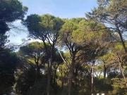 Appartamento in affitto a Pisa, arredato, giardino,...