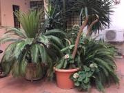 Appartamento in affitto a Roma RM