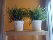 Appartamento in affitto a Siena strada Chiantigiana,...