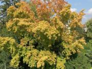 Appartamento in affitto a Vicenza VI