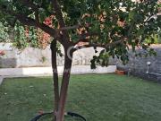 Appartamento in affitto di 110 m² in Via Fiume, 22