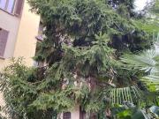 Appartamento in affitto di 45 m² in Viale Nazario Sauro