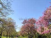 Appartamento in affitto di 80 m² in Via Pellizza da...