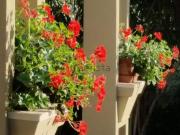 Appartamento in affitto di 85 m² in Viale G. Paisiello, 17