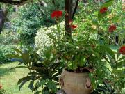 Appartamento in in affitto da privato a Milano via...