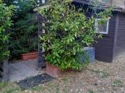 Appartamento in in affitto da privato a Silvano Pietra...