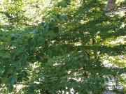 Appartamento in vendita a Amandola, Centrale / Centro...