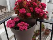 Appartamento in vendita a Monopoli BA