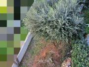 Appartamento in vendita a Poggio Nuovo Signa 115 mq Rif:...