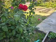 APPARTAMENTO in VENDITA a RIGNANO SULL'ARNO ROSANO...