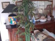 Appartamento in vendita a Seravezza LU