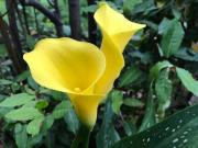 Appartamento in vendita a Viareggio LU