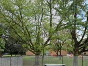 Appartamento in vendita di 100 m² in Via dell&apos  Orna, 5