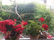 Appartamento in vendita di 30 m² in Via Padre Semeria