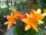 Appartamento in vendita di 80 m² in Via Gerolamo Badano