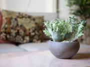 Appartamento Via dei Serragli, 41