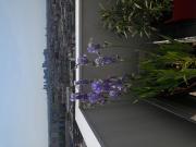 Appartement 2 chambres, Asnières sur Seine Asnières sur...