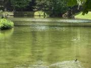 Appartement de caractère au pied des Buttes Chaumont –...