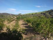 Appezzamento di terreno agricolo di mq 32.621 catastali...