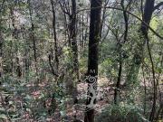 ARBOLADO TERRENO CON DOBLE ACCESO EN SANTA ANA...