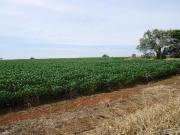 Área à venda, 45000 m² por R$ 2.000.000,00 Ipanema Das...