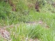 Área à venda, 7600 m² por R$ 450.000,00 Roseira Mairiporã/SP