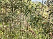 Área de Terra à venda em Chácara Arantes SP