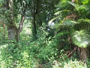 Área em Vargem Grande, Rio de Janeiro/RJ de 0m² à venda...