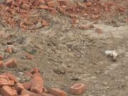 Ark Vista Residency 100 Sq. Yd. Plot in Vijay Nagar...