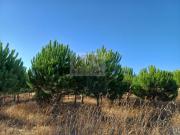 Armazém, Torrão, Alcácer do Sal | BPI Expresso Imobiliário