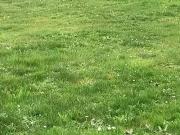 Artigues près Bordeaux 33370 Programme neuf terrain neuf...