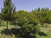 Aste residenziali appartamenti in vendita a Palaia