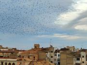 Ático en venta en Albacete, Centro. Atico en venta en...