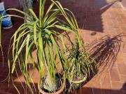 Ático en venta en Prat de Llobregat, El, de 85 m² 4...