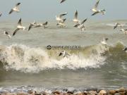 Attività / Licenza in vendita a Fano PU