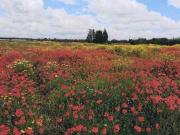 Attività / Licenza in vendita a Nardò LE