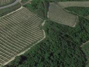 Attività / Licenza in vendita a San Miniato PI