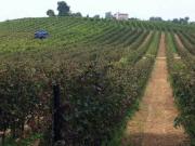 Attività / Licenza in vendita a Zenevredo PV