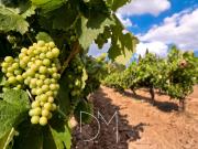 Au coeur du Var Vente domaine victicole